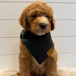 Light Green Boy - Red  male Goldendoodle puppy in San Augustine, Texas from Vintage Doodles