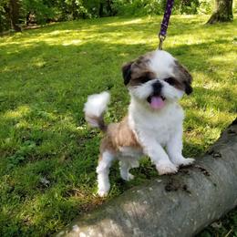 Shih Tzu Puppies from Falling Star