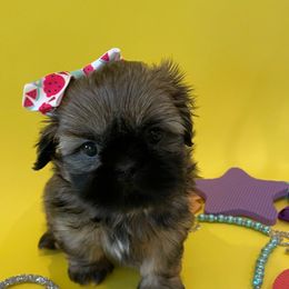Shih Tzu Puppies from Arizona Sunrise Shih Tzus