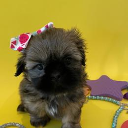 Shih Tzu Puppies from Arizona Sunrise Shih Tzus