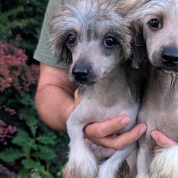 DaoDog Quasar X-ray - Palomino male Chinese Crested puppy in Highland Park, Michigan from Family Kennel Dao Dog