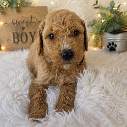 Black collar - Apricot male Poodle puppy in Spring Branch, Texas from Bear Hills kennel