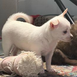White boy price: 4,000 - White male Chihuahua puppy in Summerfield, Florida from Uey’s Chihuahuas
