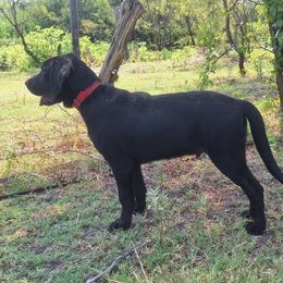 Virus (PKA Zircon) - Black male Labrador Retriever puppy in Elma, Washington from Ancient Dogges Performance Dogs
