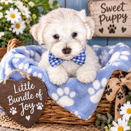 Sam - Wheaten male Miniature Schnauzer puppy in Placerville, California from Rpuppies