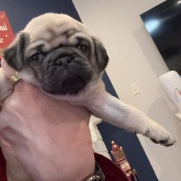 Dublin - Fawn male Pug puppy in Frisco, Texas from RD Pugs
