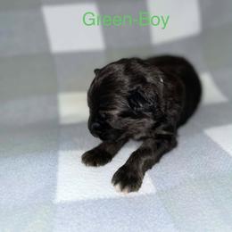 Boy 2 - Black and red male German Shepherd puppy in Hancock, New Hampshire from Kysarah German Shepherds