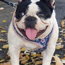 French Bulldogs from Simply Southern Frenchies