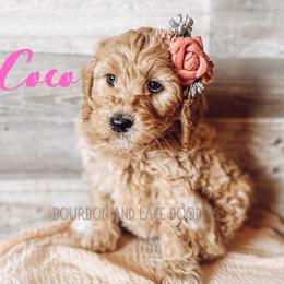 Goldendoodle Puppies from Bourbon and Lace Doodles