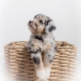 Bernedoodle and Aussiedoodle Puppies from Lillybee