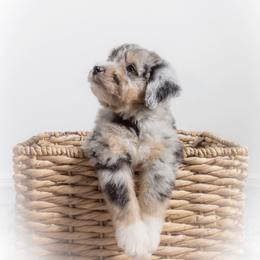 Bernedoodle and Aussiedoodle Puppies from Lillybee
