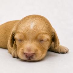 Dachshund Puppies from Dachshundsnextdoor