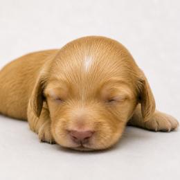 Dachshund Puppies from Dachshundsnextdoor