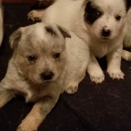 Australian Cattle Dog Puppies from Buffalo Valley AKC Austrlian cattle dogs