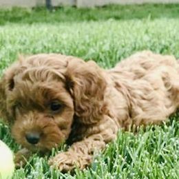 Cavachon, Cavalier King Charles Spaniel, and Cavapoo Puppies from Cavachon Love