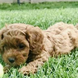 Cavachon, Cavalier King Charles Spaniel, and Cavapoo Puppies from Cavachon Love