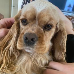 Little Miss - Cocker Spaniel