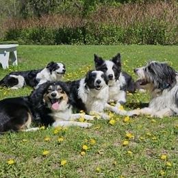 Border Collies from LaTiKi Border Collies