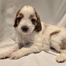 Lucky - Parti female Goldendoodle puppy in Seymour, Tennessee from Lollie's Doodles