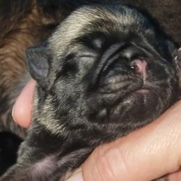 Pug Puppies from Carla's Pugs