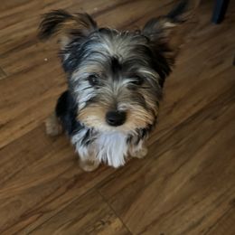 Yorkshire Terrier Puppies from Rumbaugh’s Yorkies