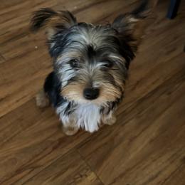 Yorkshire Terrier Puppies from Rumbaugh’s Yorkies