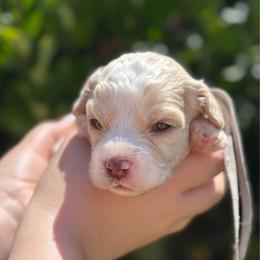 Grey collar - Tri-color male Australian Labradoodle puppy in Fontana, California from Grammy's Puppy Love doodles and poodles