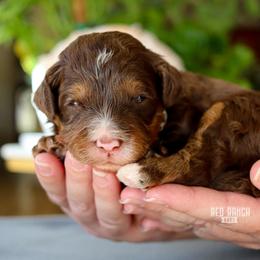 Ganache - Brown and white male Bernedoodle puppy in Salado, Texas from Red Ranch Dogs