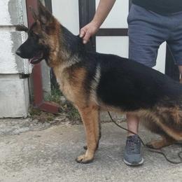 Kala - German Shepherd