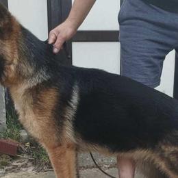 Kala - German Shepherd