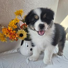 Abe - Black tri-color male Australian Shepherd puppy in Wauneta, Nebraska from 4H Aussies