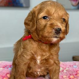 Zara - Apricot female Goldendoodle puppy in Yuciapa, California from AlltheDoodlez_