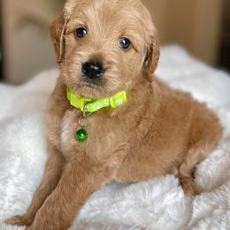 Mikey - Apricot male Australian Labradoodle puppy in San Antonio, Texas from I Love U Back Labradoodles, LLC