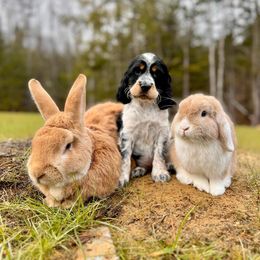 English Springer Spaniel Puppies from C & S Farms