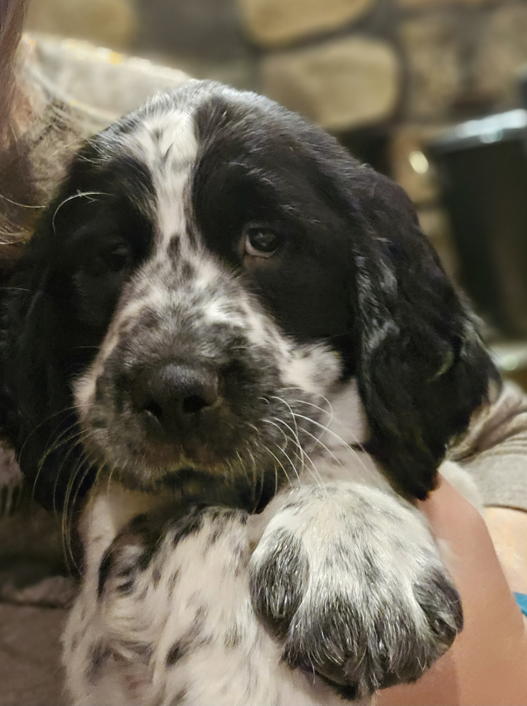 English Springer Spaniel Puppies from Homegrown Springers