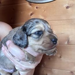 Boy 4 - Dapple male Dachshund puppy in Cheyenne, Wyoming from Great Basin Hounds