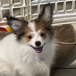 Gordo - White and sable male Papillon puppy in Central Florida, Florida from Sunshine Papillons