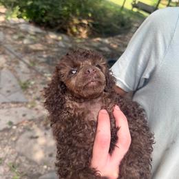 Probably - Brown male Poodle puppy in Florence County, South Carolina from Modern Family Standards
