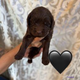 Black - Brown male Newfoundland puppy in New Paris, Ohio from Beatty Newfies