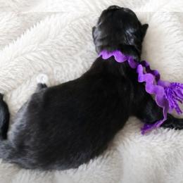 Purple Boy - Black male Belgian Sheepdog puppy in Virginia Beach, Virginia from Sea Major Belgians