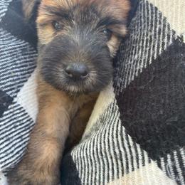 Rafiki - Wheaten male Soft Coated Wheaten Terrier puppy in Nokomis, Illinois from Windhill Wheatens