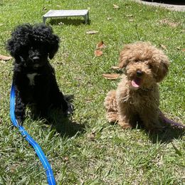 Poodle Puppies from Mystic Mini Poodles