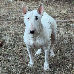 Nim - White black and tan female Bull Terrier puppy in Sprauge, Washington from Mark My Words Bull Terriers