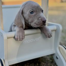 Belle - Gray female Weimaraner puppy in Taylorsville, Mississippi from Southern Magnolia Weimaraners