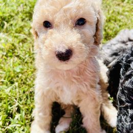 Aussiedoodle and Poodle Puppies from Sassy Poodle’s & Doodle’s