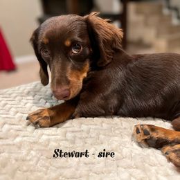 Stewart - Dachshund