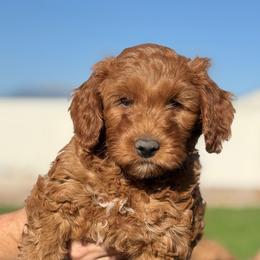Mint - Red  male Goldendoodle puppy in Herriman, Utah from Sunnydoodle Utah