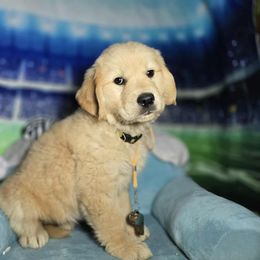Atlas (yellow) - Golden male Golden Retriever puppy in Gainesville, Florida from Heart and Soul Dog Breeding, Inc.