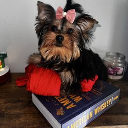 Niki - Gold female Yorkshire Terrier puppy in Cape Coral, Florida from Katherine’s Yorkies and Poodles