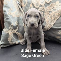 Dasha - Blue female Weimaraner puppy in Evart, Michigan from Drehbar Weimaraners